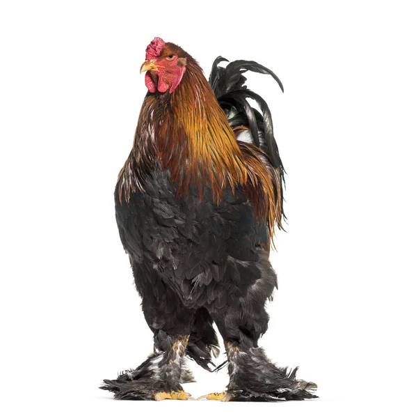 Brahma Rooster Standing White Background — Stock Photo, Image