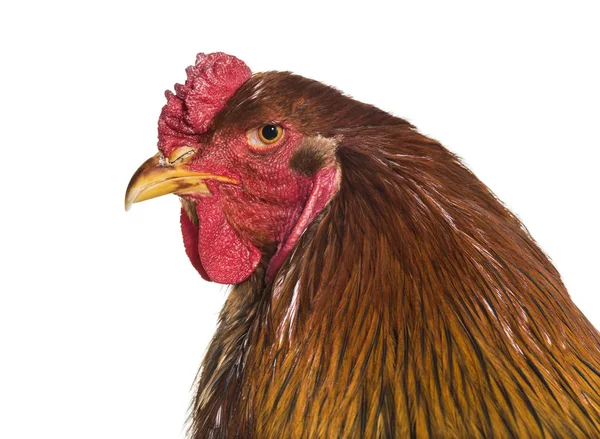 Gallo Brahma Cerca Sobre Fondo Blanco —  Fotos de Stock