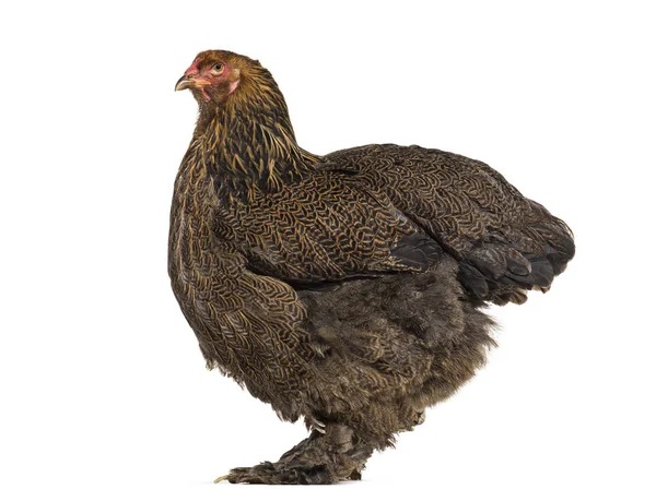 Brahma tavuk, karşı beyaz arka plan ayakta