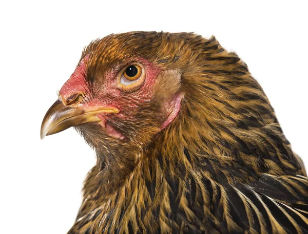 Brahma tavuk, beyaz arka plan karşı kapat