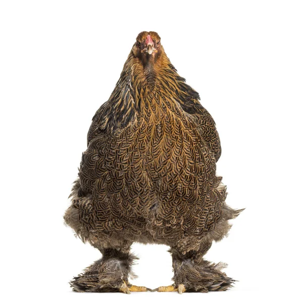 Brahma Hen Standing White Background — Stock Photo, Image