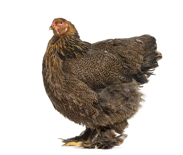 Brahma tavuk, karşı beyaz arka plan ayakta