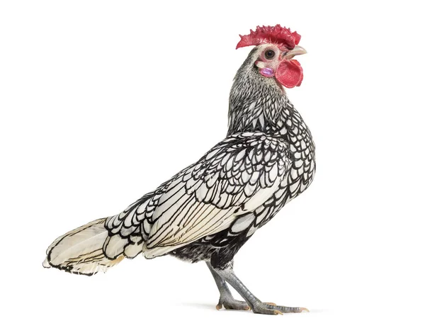 Sebright Chicken Stehend Vor Weißem Hintergrund — Stockfoto