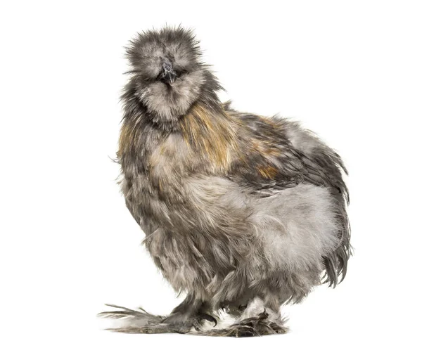 Gallina Seda Veces Deletreada Seda Pie Sobre Fondo Blanco — Foto de Stock