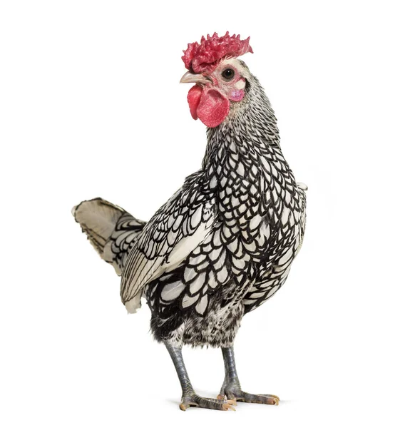 Sebright Kurczaka Stojąc Białym Tle — Zdjęcie stockowe