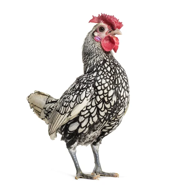 Κοτόπουλο Sebright Στέκεται Ενάντια Λευκό Φόντο — Φωτογραφία Αρχείου