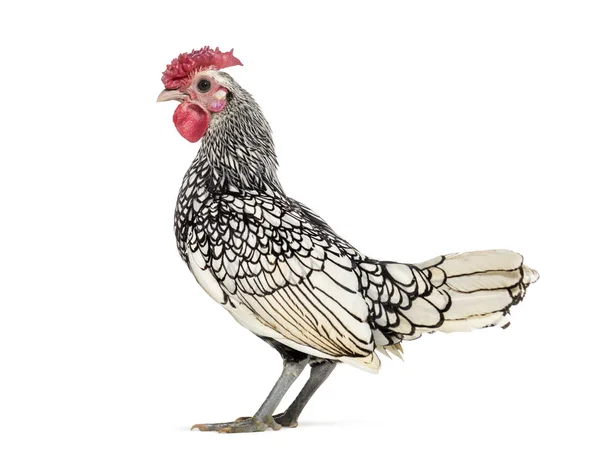 Sebright Chicken Standing White Background — Stock Photo, Image