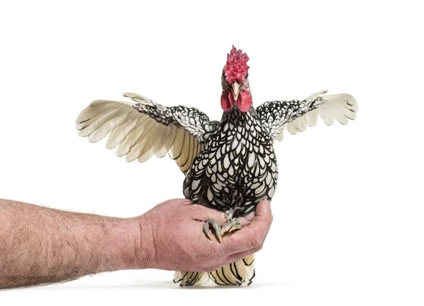 Sebright Chicken White Background — Stock Photo, Image
