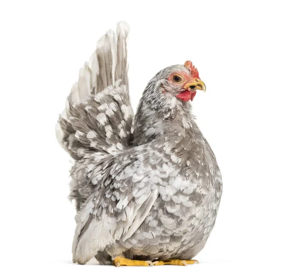 Japonês Bantam Chabo Verdadeira Raça Bantam Sentado Contra Fundo Branco — Fotografia de Stock