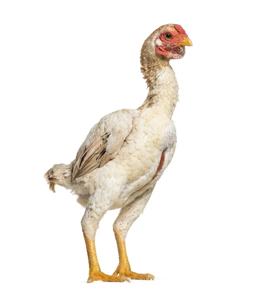 Shamo Shamo Also Known Gamecocks Standing White Background — Stock Photo, Image