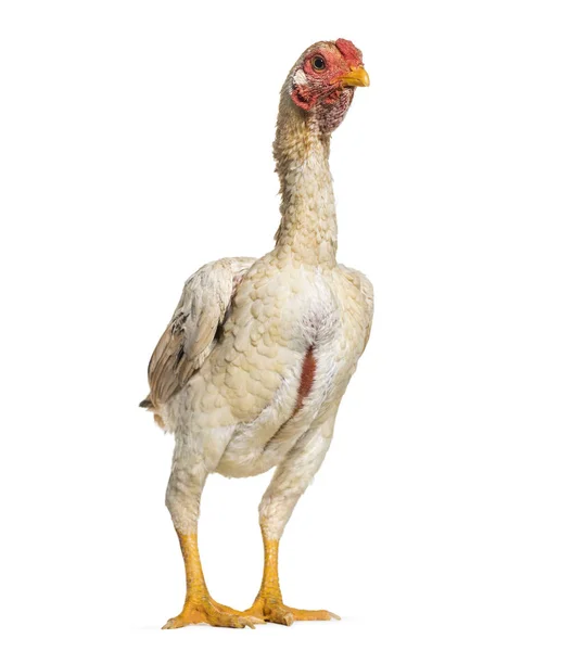 ヘッドコーチ 白い背景に立っているとも呼ばれる軍鶏軍鶏 — ストック写真