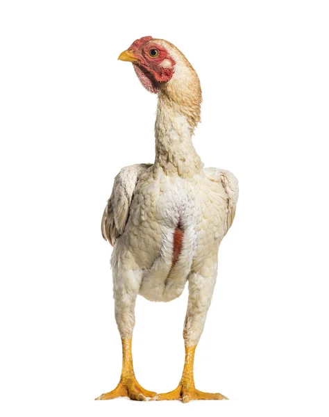 ヘッドコーチ 白い背景に立っているとも呼ばれる軍鶏軍鶏 — ストック写真