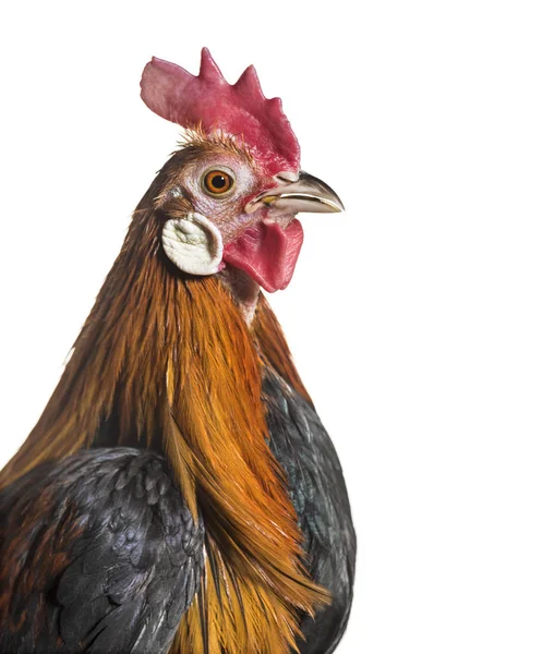 Phoenix tavuk, tavuk, uzun kuyruklu bir Alman ırkı kapatmak karşı beyaz arka plan