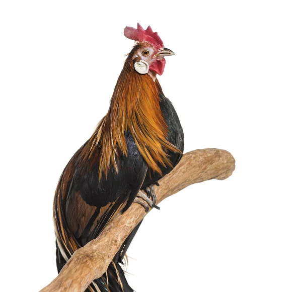 Phoenix Chicken German Breed Long Tailed Chicken White Background — Stock Photo, Image