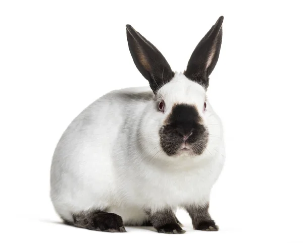 Russisches Kaninchen Sitzt Vor Weißem Hintergrund — Stockfoto