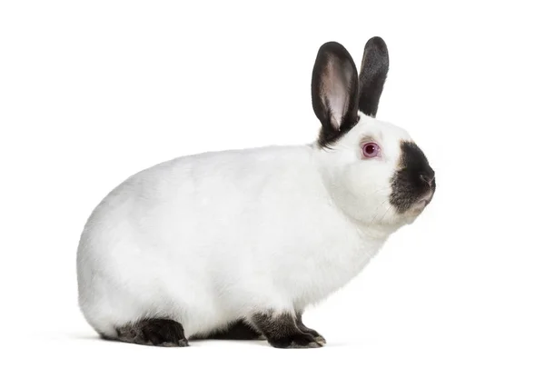 白い背景に 座っているロシアのウサギ — ストック写真