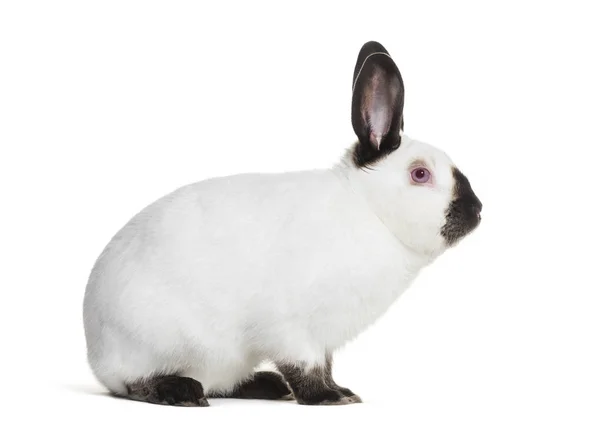 Russisches Kaninchen Sitzt Vor Weißem Hintergrund — Stockfoto