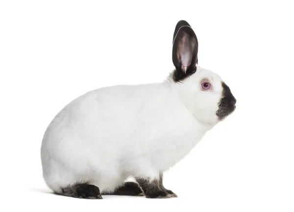 Conejo Ruso Sentado Sobre Fondo Blanco — Foto de Stock