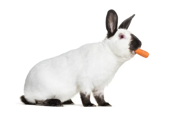 Русский Кролик Держит Морковь Рту Белом Фоне — стоковое фото