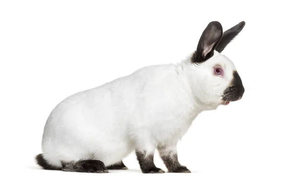 Russian Rabbit Sitting White Background — Stock Photo, Image