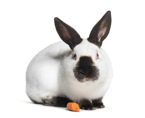 Russian Rabbit Sitting White Background — Stock Photo, Image