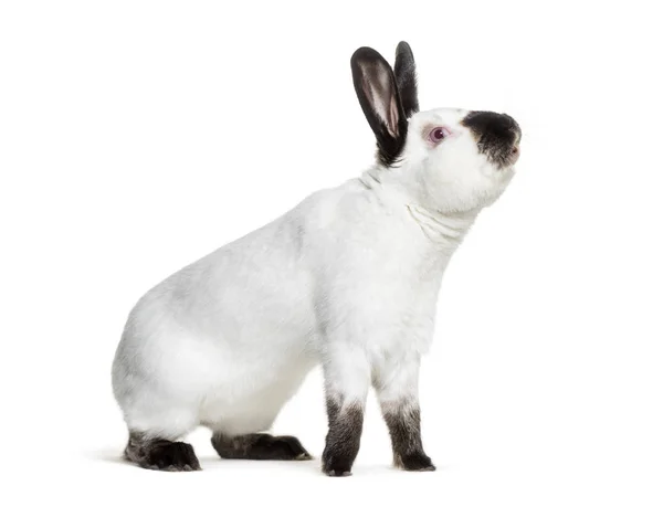 Russian Rabbit Sitting White Background — Stock Photo, Image