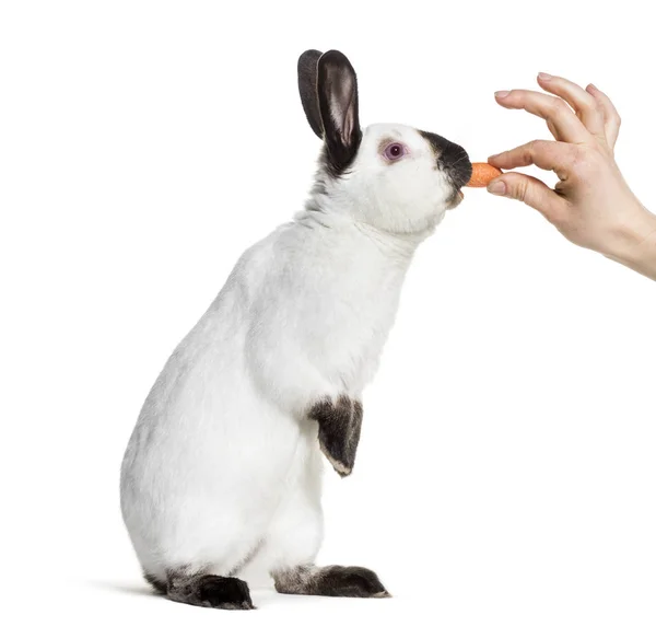 Russian Rabbit Standing White Background — Stock Photo, Image