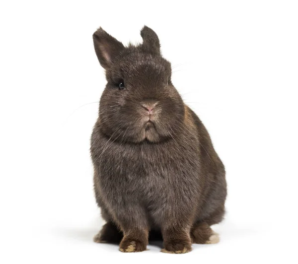Beyaz Arka Plan Üzerinde Oturan Cüce Tavşan — Stok fotoğraf