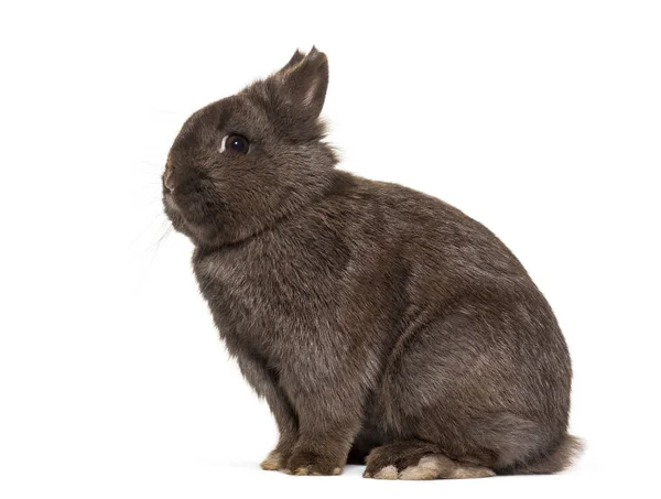 Dwerg Konijn Zittend Tegen Een Witte Achtergrond — Stockfoto