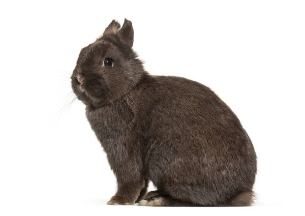 Карликовый Кролик Сидя Белом Фоне — стоковое фото