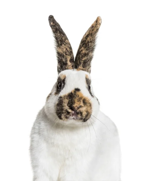 Damalı Dev Tavşan Beyaz Arka Plan — Stok fotoğraf