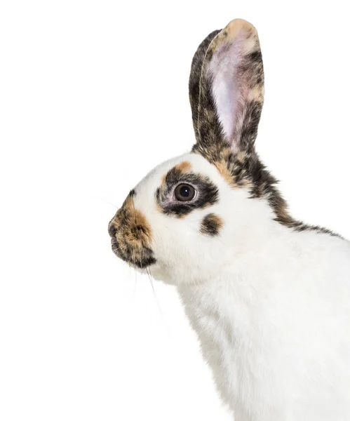 Damalı Dev Tavşan Beyaz Arka Plan — Stok fotoğraf