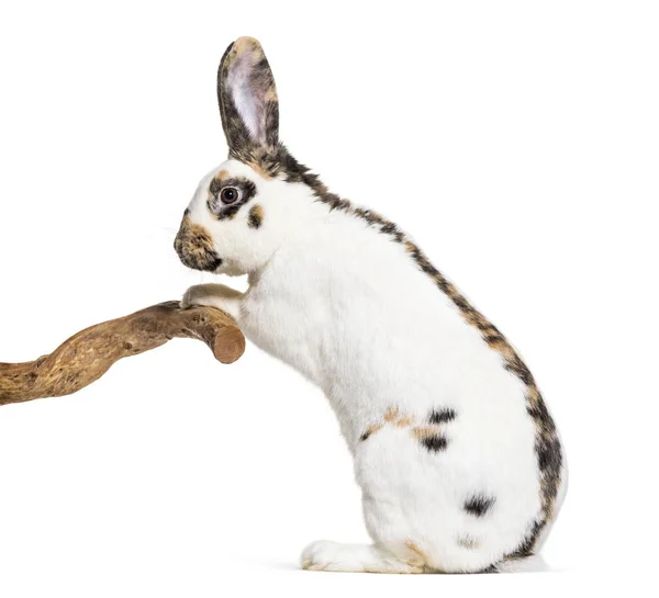 Checkered Giant Rabbit Standing White Background — Stock Photo, Image