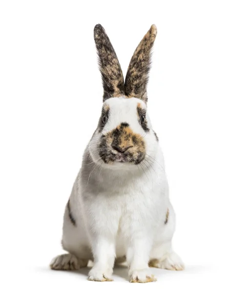 Checkered Giant Rabbit Breed Domestic Rabbit Originated Germany Sitting White — Stock Photo, Image