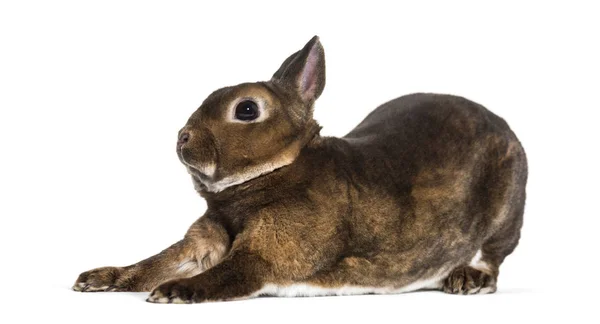 Rex Rabbit Stretching White Background — Stock Photo, Image