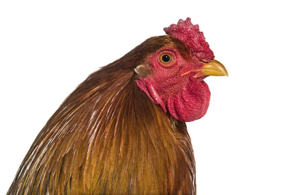 Gallo Brahma Cerca Sobre Fondo Blanco —  Fotos de Stock