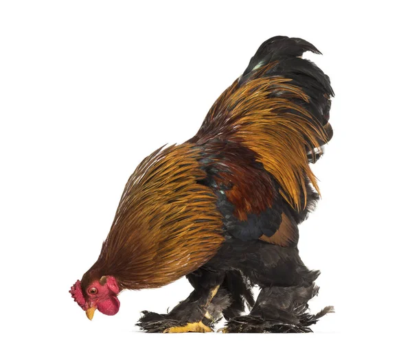 Brahma horoz, beyaz arka planı ayakta