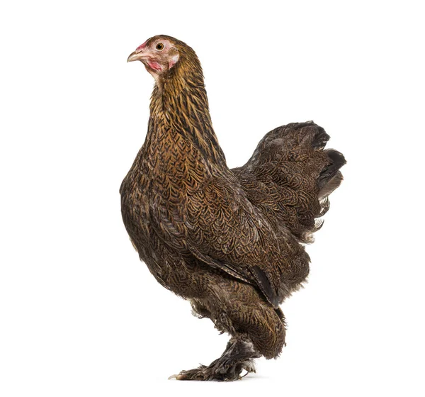 Brahma Poule Debout Sur Fond Blanc — Photo