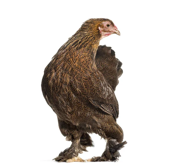 Brahma tavuk, karşı beyaz arka plan ayakta