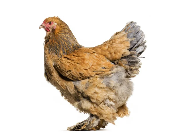 Brahma tavuk, karşı beyaz arka plan ayakta
