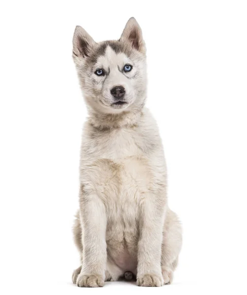 Husky Hund Monate Alt Sitzt Vor Weißem Hintergrund — Stockfoto