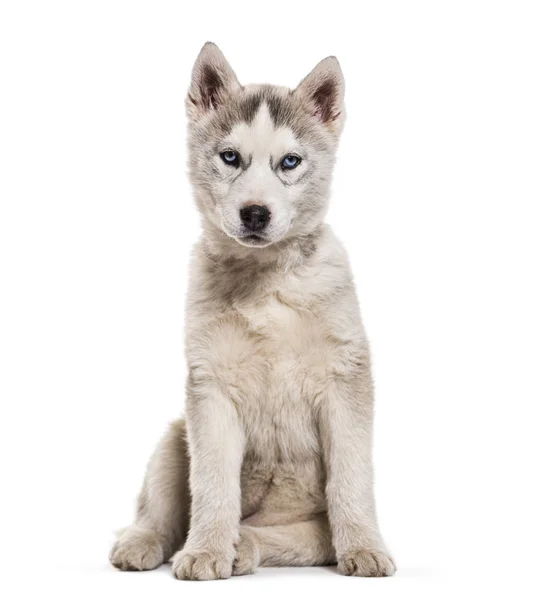 Husky Hund Monate Alt Sitzt Vor Weißem Hintergrund — Stockfoto