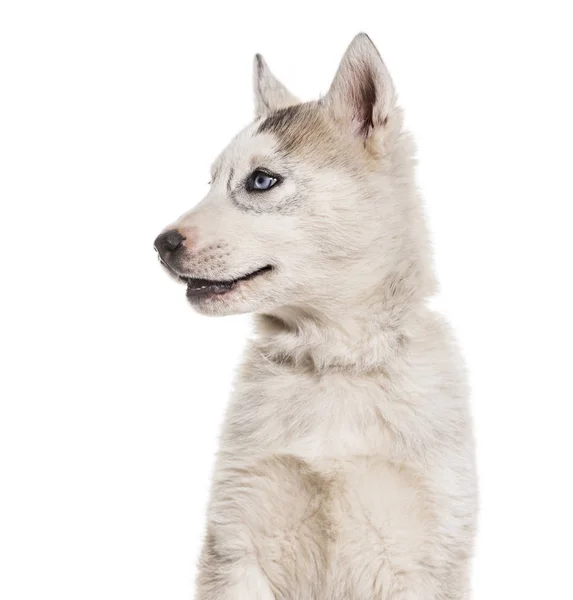Husky Dog Meses Sentado Contra Fundo Branco — Fotografia de Stock