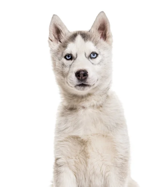 Husky Hund Monate Alt Sitzt Vor Weißem Hintergrund — Stockfoto