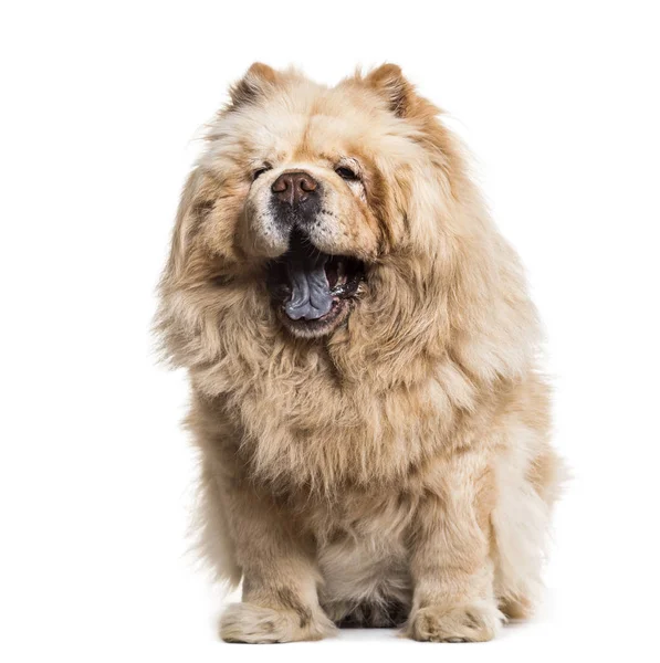 Chow Chow Dog Años Sentado Sobre Fondo Blanco —  Fotos de Stock