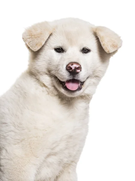 Akita Inu Filhote Cachorro Meses Contra Fundo Branco — Fotografia de Stock