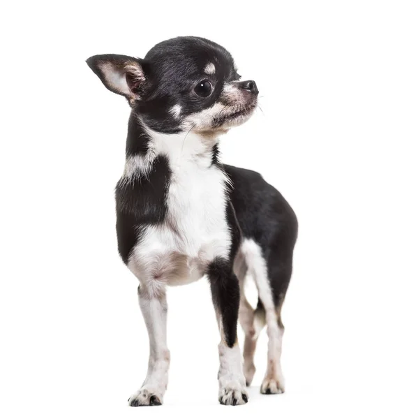 Chihuahua Hund Gammal Står Mot Vit Bakgrund — Stockfoto
