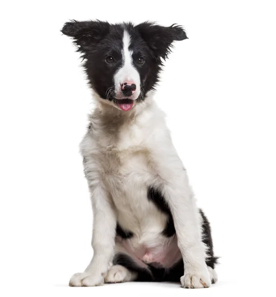 Border Collie Hund Monate Alt Sitzt Vor Weißem Hintergrund — Stockfoto