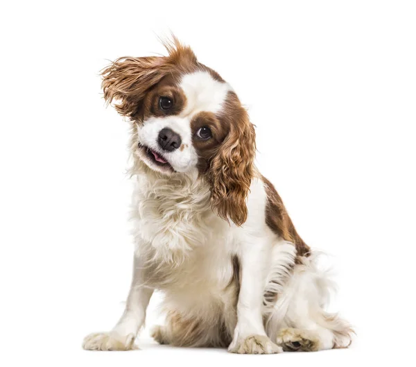 Cavalier King Charles Spaniel Měsíců Věku Sedící Proti Bílému Pozadí — Stock fotografie