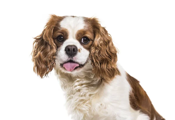 Cavalier King Charles Spaniel Months Old White Background — Stock Photo, Image